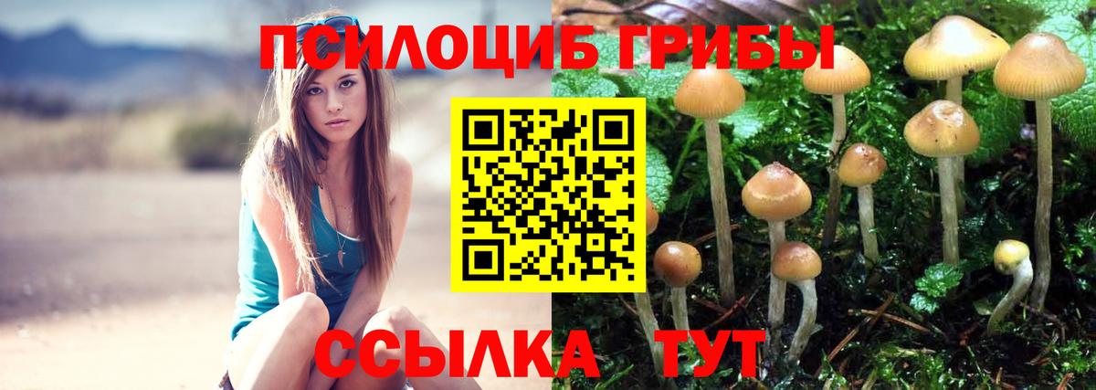 Псилоцибиновые грибы Psilocybe Южноуральск